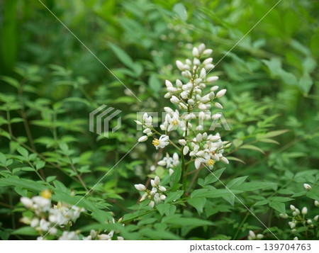 Nandina domestica Nandina domestica 139704763