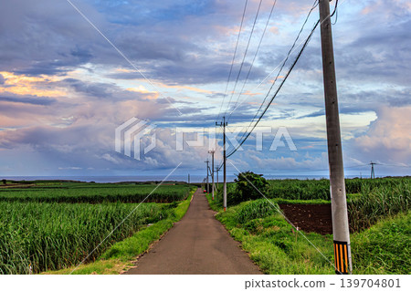 通往種子島「甘蔗田學校路線」的一條道路,以及夏日天空的景色。 通往種子島「甘蔗田學校路線」的一條道路,以及夏日天空的景色。 139704801