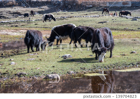 Group of Yaks living in Langtang national park, Nepal. Yak is still used in many parts of central Asia, for transporting large loads through the mountain pass. Group of Yaks living in Langtang national park, Nepal. Yak is still used in many parts of central Asia, for transporting large loads through the mountain pass. 139704823