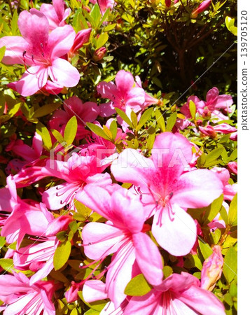 Vibrant pink azaleas 139705120