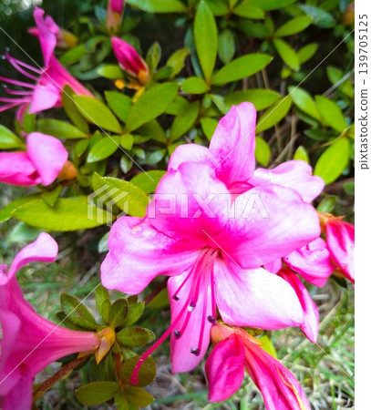 鮮豔的粉紅杜鵑花 鮮豔的粉紅杜鵑花 139705125