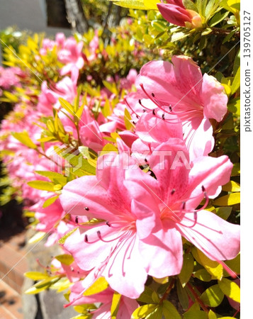Vibrant pink azaleas Vibrant pink azaleas 139705127