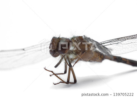 Close-up Dragonfly stuffed isolated on white background,top view Close-up Dragonfly stuffed isolated on white background,top view 139705222