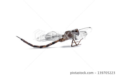 Close-up Dragonfly stuffed isolated on white background,top view 139705223