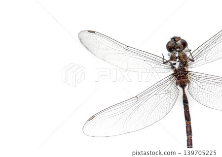 Close-up Dragonfly stuffed isolated on white background,top view Close-up Dragonfly stuffed isolated on white background,top view 139705225