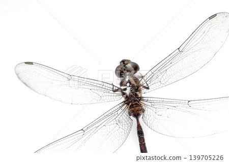 Close-up Dragonfly stuffed isolated on white background,top view Close-up Dragonfly stuffed isolated on white background,top view 139705226