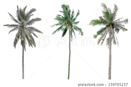 collection of tree in the garden isolated on white background collection of tree in the garden isolated on white background 139705237