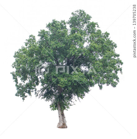collection of tree in the garden isolated on white background 139705238