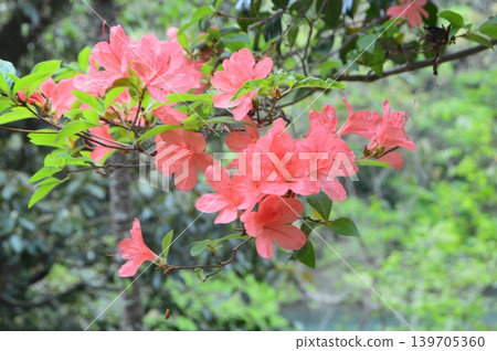 Bright red azaleas (Tenjin-yama Garden / Watase, Kamikawa-machi, Kodama-gun, Saitama Prefecture) Bright red azaleas (Tenjin-yama Garden / Watase, Kamikawa-machi, Kodama-gun, Saitama Prefecture) 139705360