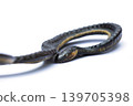 Close-up Snake stuffed animal isolated on white background 139705398