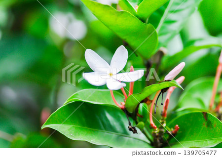 Kopsia rosea, Apocynaceae or white flower or pink flower Kopsia rosea, Apocynaceae or white flower or pink flower 139705477