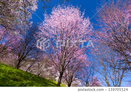 Takafu, Ogawa Village, Kamiminochi District, Nagano Prefecture - Cherry blossoms of Nitanda, with Oyamazakura and Edohigan cherry blossoms blooming all over the slopes Takafu, Ogawa Village, Kamiminochi District, Nagano Prefecture - Cherry blossoms of Nitanda, with Oyamazakura and Edohigan cherry blossoms blooming all over the slopes 139705524