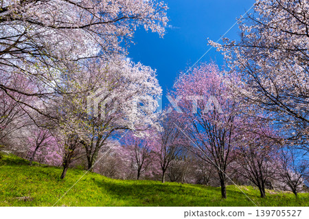 Takafu, Ogawa Village, Kamiminochi District, Nagano Prefecture - Cherry blossoms of Nitanda, with Oyamazakura and Edohigan cherry blossoms blooming all over the slopes Takafu, Ogawa Village, Kamiminochi District, Nagano Prefecture - Cherry blossoms of Nitanda, with Oyamazakura and Edohigan cherry blossoms blooming all over the slopes 139705527