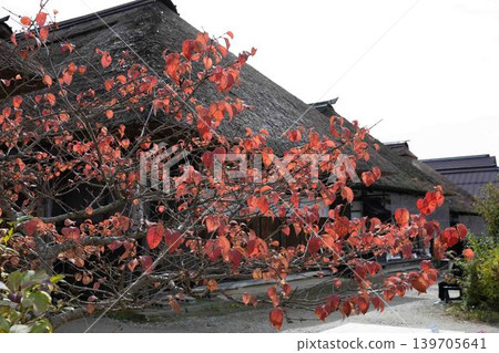 Thatched roofs and autumn leaves; leaves turning red; old farmhouses; quintessential Japanese scenery; autumn tourist destination; traditional architecture. Thatched roofs and autumn leaves; leaves turning red; old farmhouses; quintessential Japanese scenery; autumn tourist destination; traditional architecture. 139705641