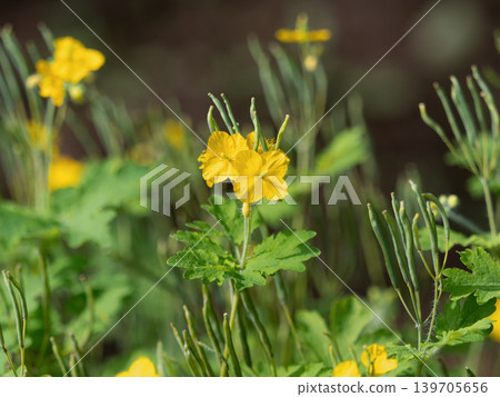 Flowers of Xasanow 139705656