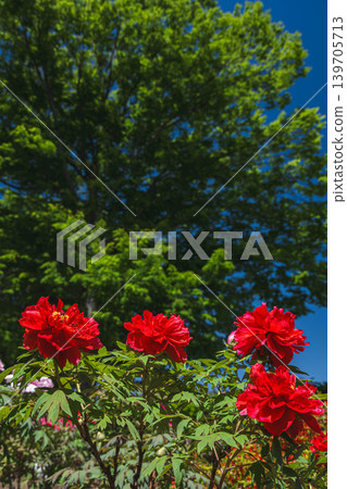 A vibrant, large, and beautiful red peony. A vibrant, large, and beautiful red peony. 139705713