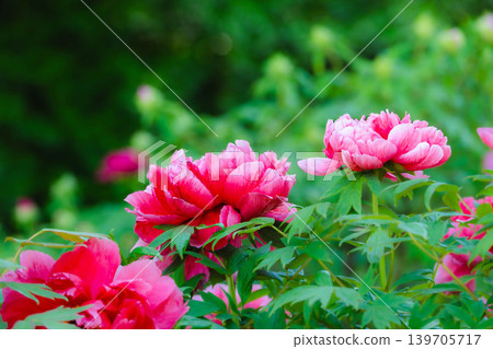 在鬱鬱蔥蔥的花園裡，碩大的牡丹花盛開。 139705717