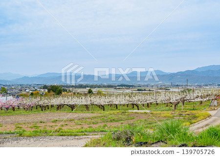 Peach and pear blossoms in a spring orchard, and the mountains of Shinshu. Peach and pear blossoms in a spring orchard, and the mountains of Shinshu. 139705726