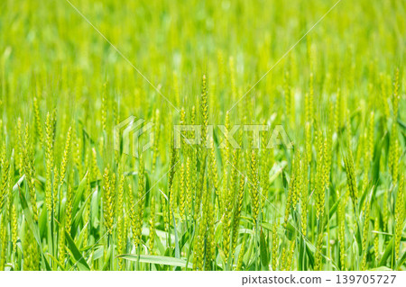 Growing green wheat ears Growing green wheat ears 139705727