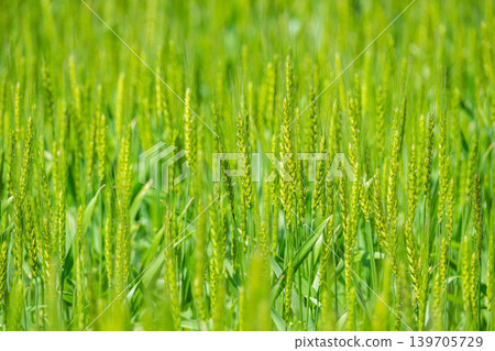 Growing green wheat ears 139705729