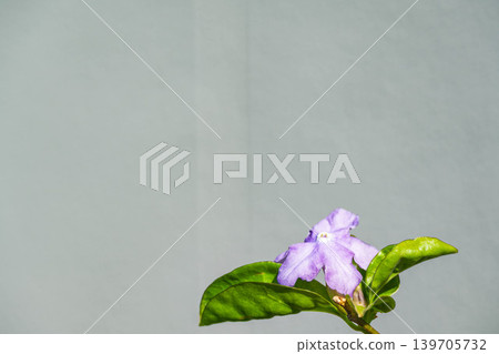 牆邊盛開著美麗的布倫費爾西亞茉莉花 牆邊盛開著美麗的布倫費爾西亞茉莉花 139705732