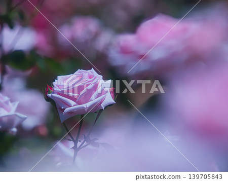 Cute pink rose 139705843
