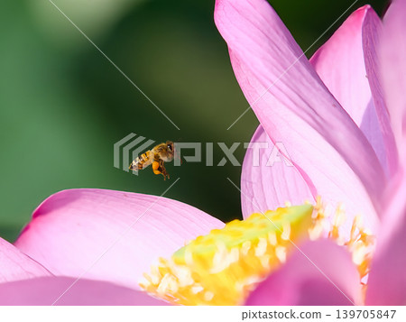 一隻蜜蜂繞著蓮花飛舞 一隻蜜蜂繞著蓮花飛舞 139705847