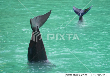 A short-finned pilot whale shows its tail fin during a whale show at the Taiji Whale Museum. A short-finned pilot whale shows its tail fin during a whale show at the Taiji Whale Museum. 139705949