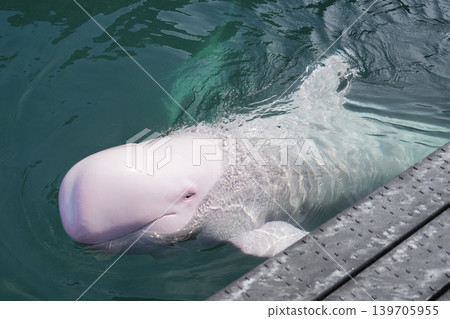 The entire body of an albino short-finned pilot whale swimming near the water's surface. The entire body of an albino short-finned pilot whale swimming near the water's surface. 139705955
