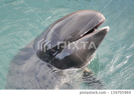 A close-up of a false killer whale peeking out of the water. 139705969