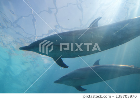 兩隻寬吻海豚並排在水下游泳 兩隻寬吻海豚並排在水下游泳 139705970