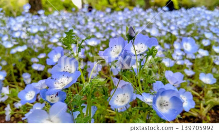 日比谷公園草坪旁花壇裡盛開的粉蝶花。 139705992