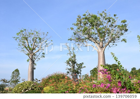 Baobab trees standing out against the blue sky Baobab trees standing out against the blue sky 139706059