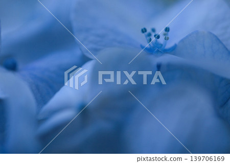 Blue hydrangea flowers Blue hydrangea flowers 139706169