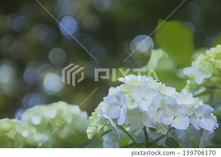 White hydrangea White hydrangea 139706170
