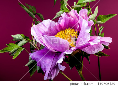 Blooming Pink-Purple Tree Peony Flower Macro Close-Up against Deep Red Background Blooming Pink-Purple Tree Peony Flower Macro Close-Up against Deep Red Background 139706189