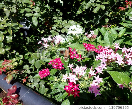 Hoshi hojaku and pentas Hoshi hojaku and pentas 139706365