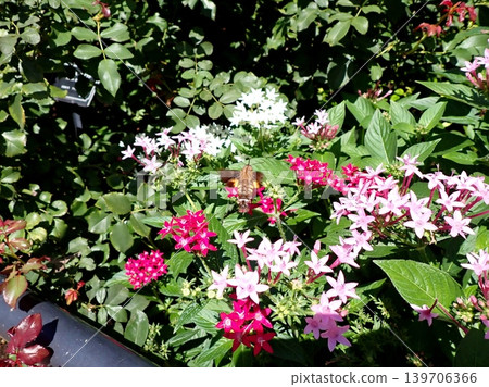 Hoshi hojaku and pentas 139706366
