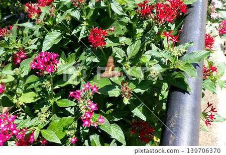 Hoshi hojaku and pentas Hoshi hojaku and pentas 139706370