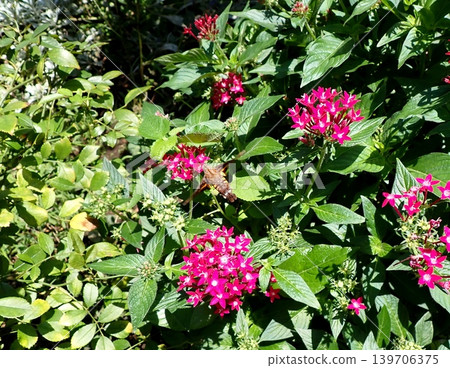 Hoshi hojaku and pentas 139706375