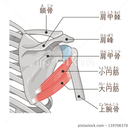 小圓和大圓 小圓和大圓 139706378