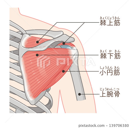 Illustration of the rotator cuff of the shoulder Illustration of the rotator cuff of the shoulder 139706380