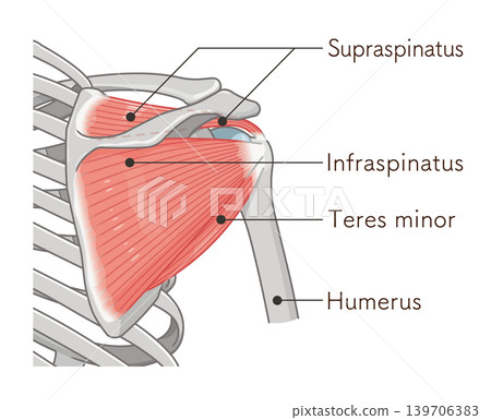 Illustration of the rotator cuff of the shoulder Illustration of the rotator cuff of the shoulder 139706383