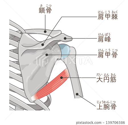 Teres major muscle 139706386