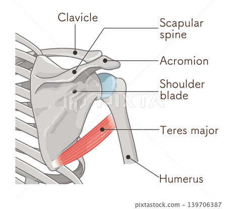 Teres major muscle Teres major muscle 139706387