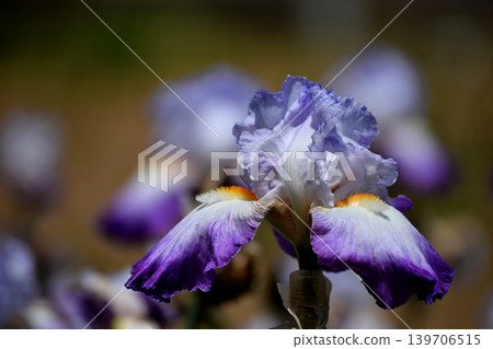 Germany iris Germany iris 139706515