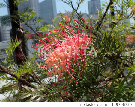 Flower of Grevirea 139706730