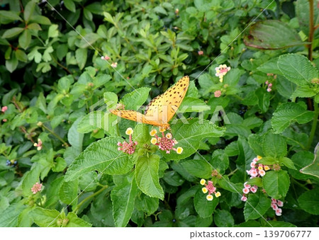 A male Common Leopard butterfly and a lantana flower. A male Common Leopard butterfly and a lantana flower. 139706777