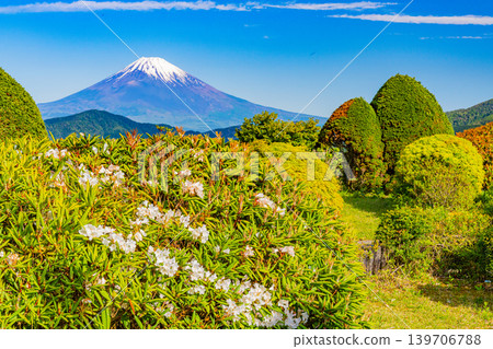（神奈川縣）從大觀山展望台眺望富士山，杜鵑花正在盛開。 139706788