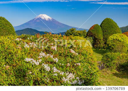 （神奈川縣）從大觀山展望台眺望富士山，杜鵑花正在盛開。 139706789